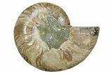 Cut & Polished Ammonite Fossil (Half) - Madagascar #379230-1